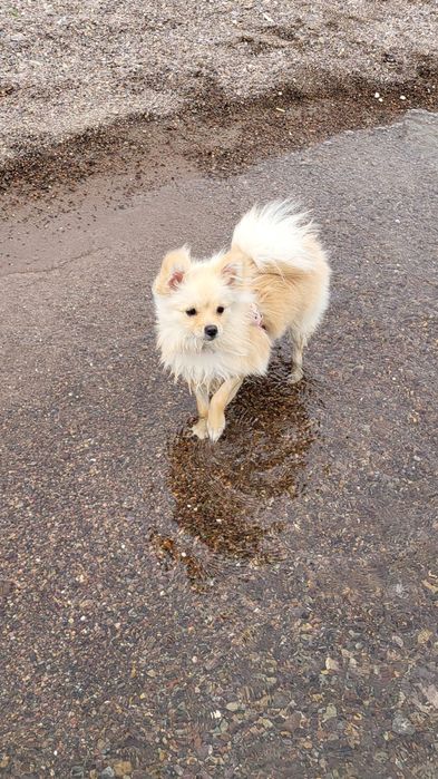 Шпиц немецкий, девочка