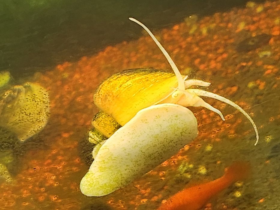 Melci de acvariu