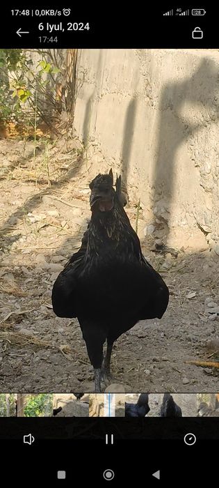 Ayamsemani Qorashaxzoda xõrozlar  Margilonda