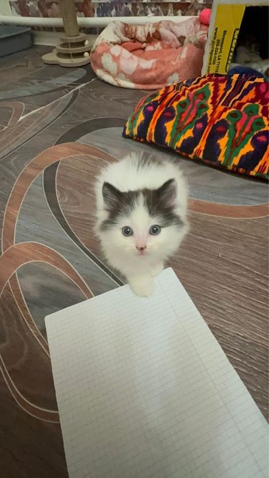 Отдам в добрые руки котенка