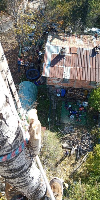 Рязане и кастене на дървета