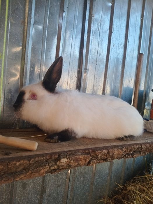 Schimb iepuroi Californian