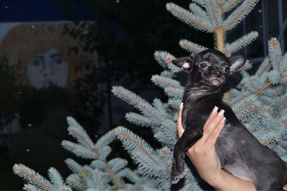 Щенки чихуахуа атырау