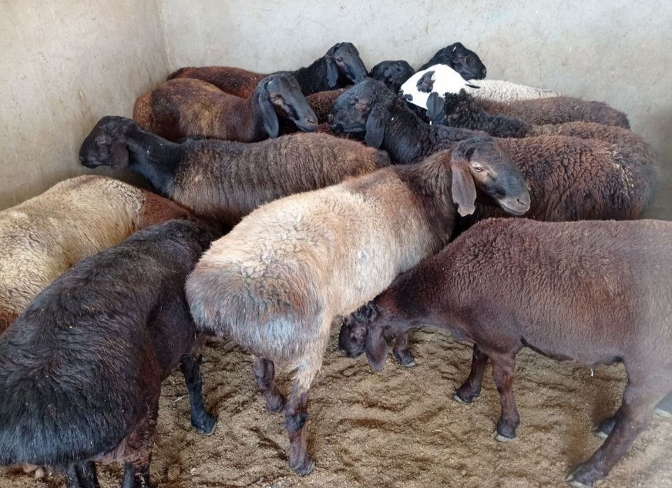 Qassob service hizmati