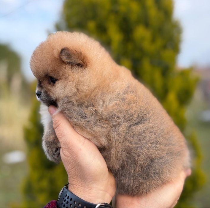 Pomeranian catelusa