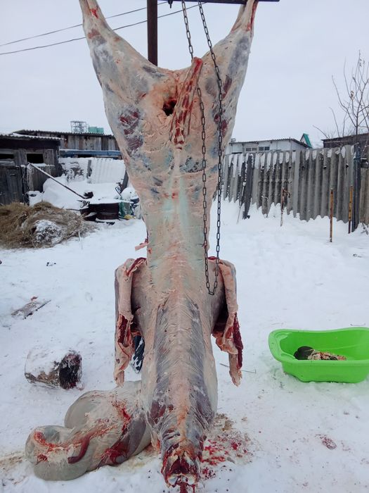 Мясо КРС молодняк