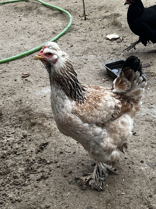 Ассалаумағалейкум