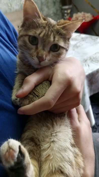 Отдам даром девочку в добрые руки