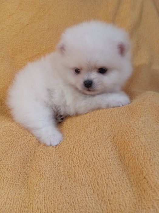 Продам щенка шпица