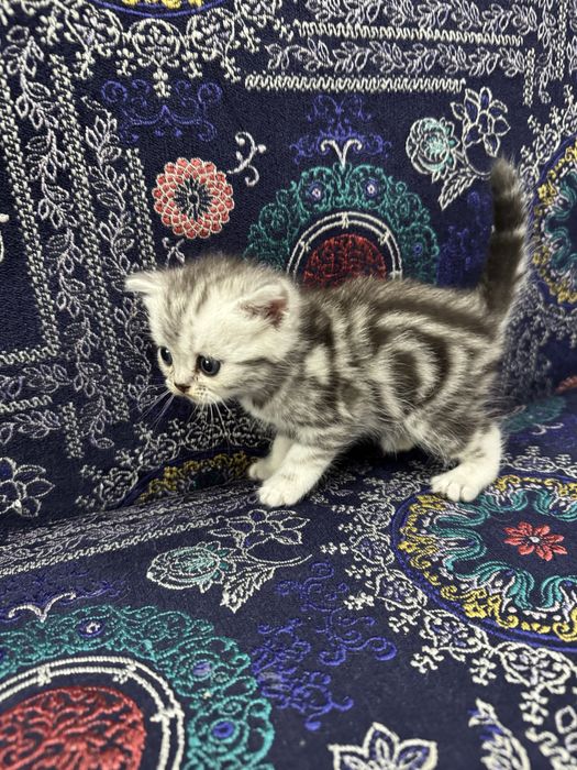 Продам котенка британца