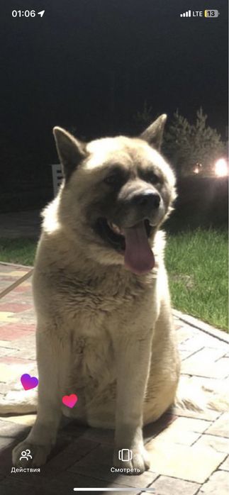 Продам Американская акита