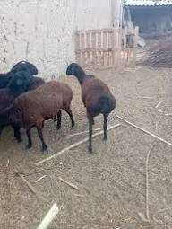 xisor quylari eng saralangani