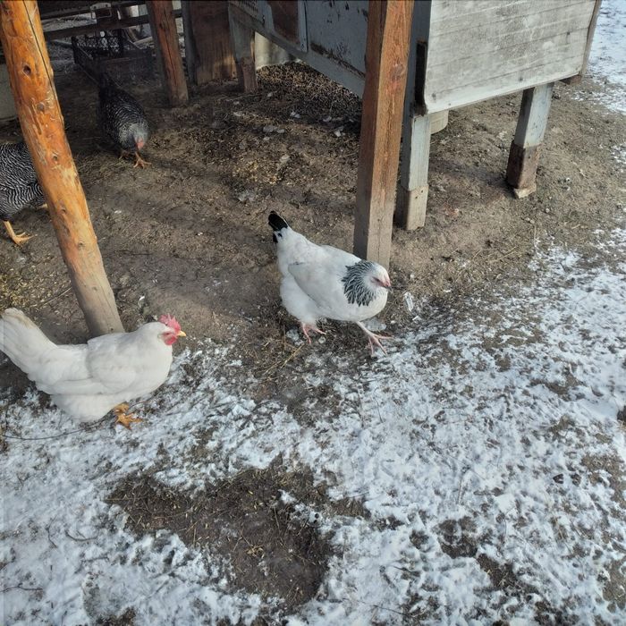 Schimb sau vînd găini rasa Sussex și New Hampshire