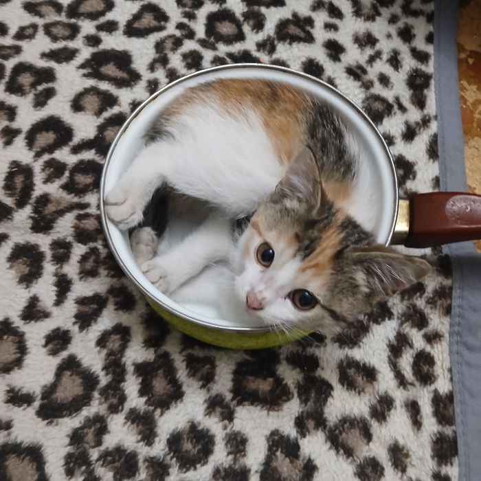 Отдам  котят девочки, город Актобе