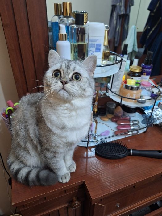 Предлагается для вязки