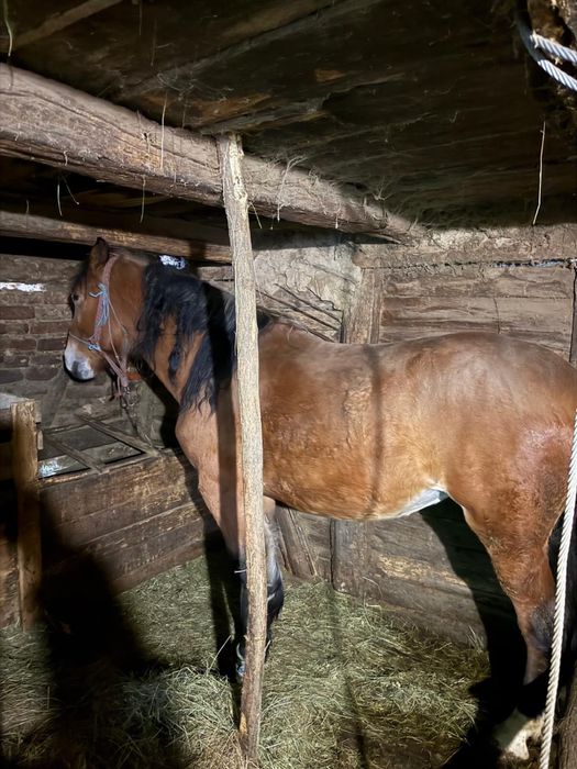 Vănd Iapă de casă