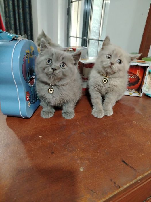 Mushukchalar sotiladi