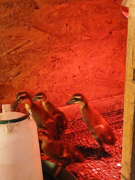 Boboci de Rata Alergatoare Indiana