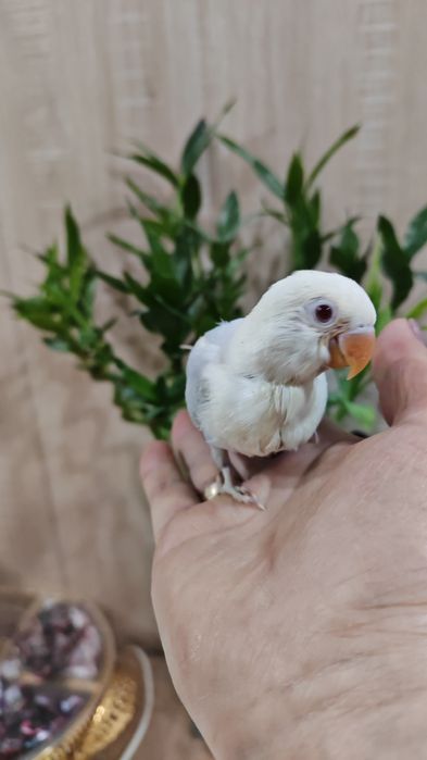 Продается птенец Неразлучника.