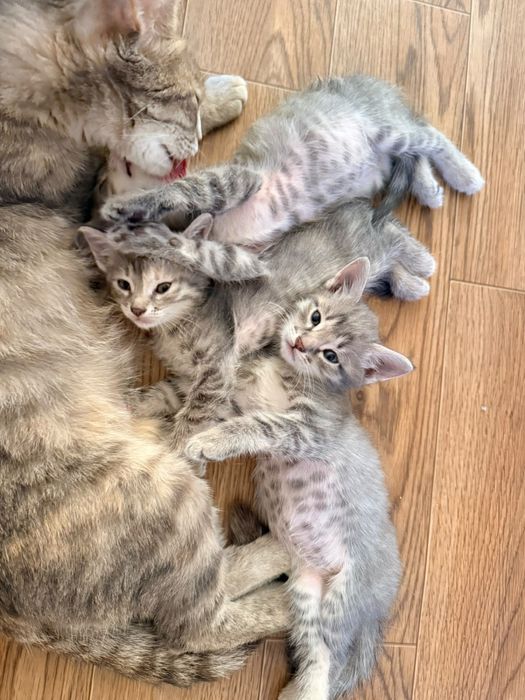 Котята в добрые руки