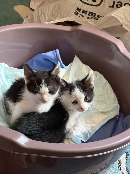 Подаряваме котета