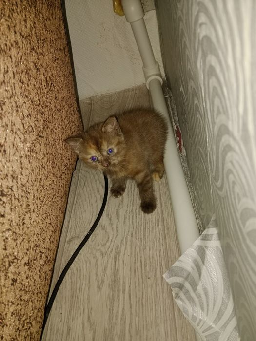 Котята шотландцы