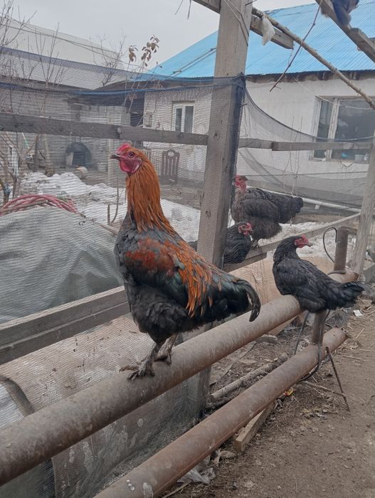 2кораз әтеш июл айда шыккан