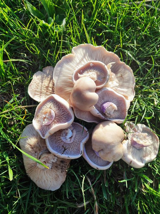 Продаю свежие грибы