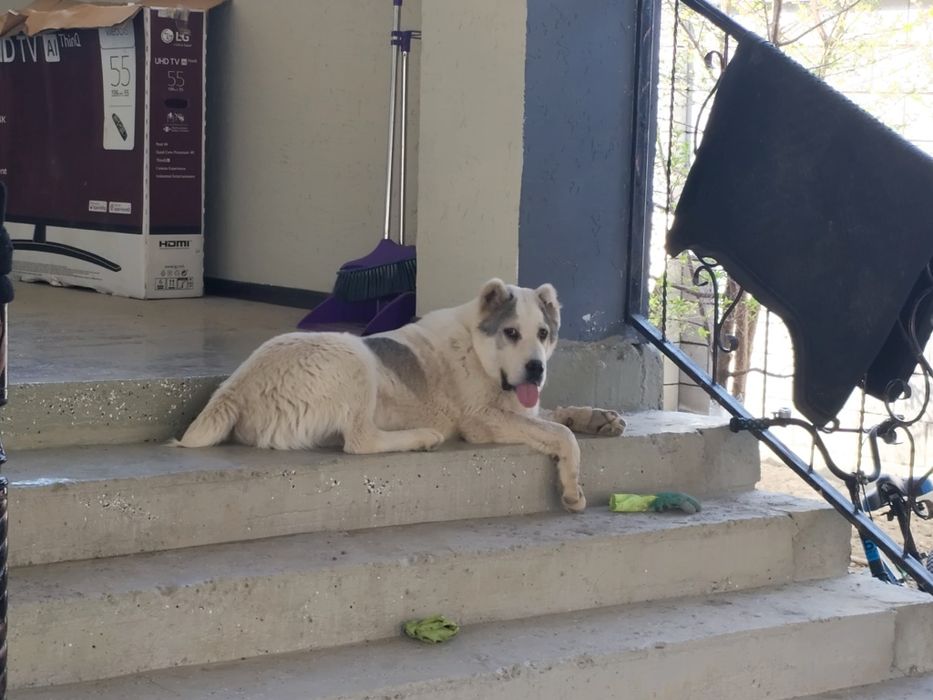 Продам щенка САО