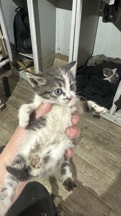 Котята бесплатно 2 месяца раздаю