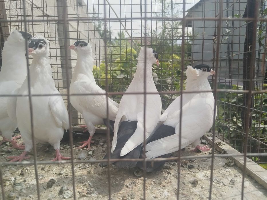 Московский монах