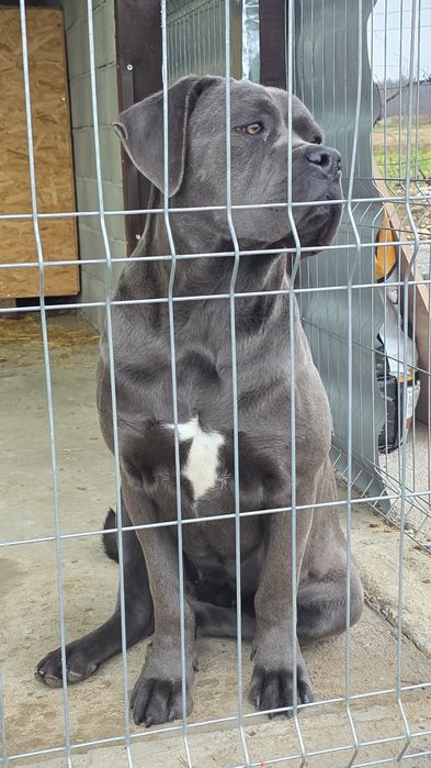 Femela gri cane corso cu pedigree