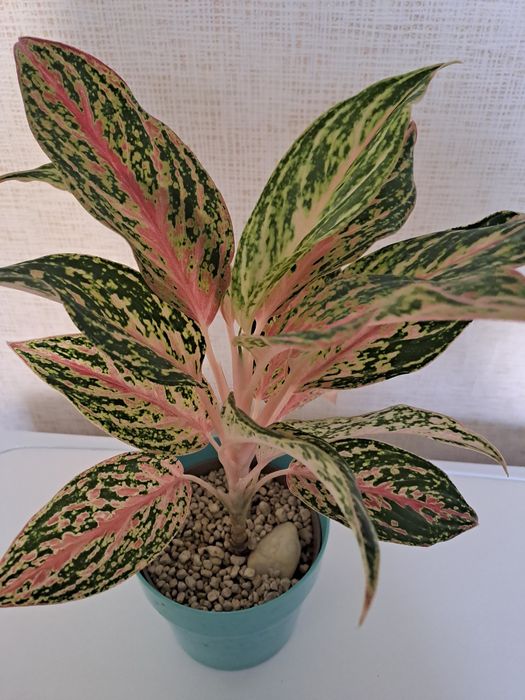 Продам комнатное цветы  ухоженные,