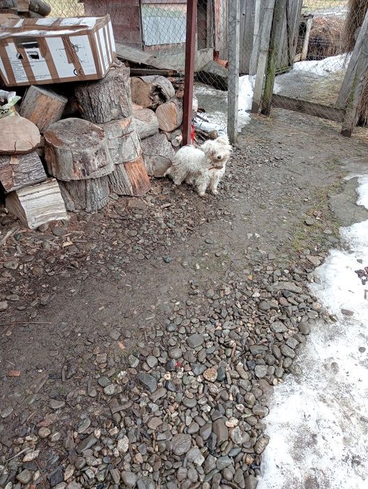 Ofer bișon schimbă locația