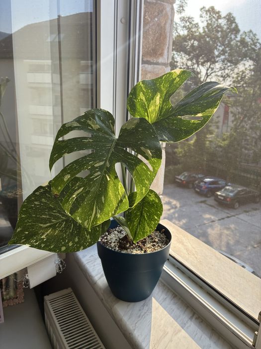 Монстера делисиоза thai constellation тайландско съзвездие monstera deliciosa делисиоза