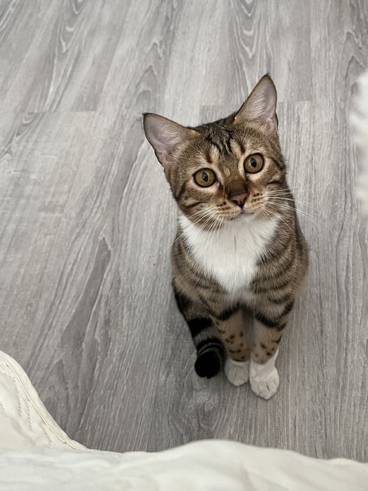 Ищем кота для связки бенгальца