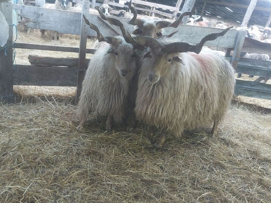 Berbeci de vânzare 3 bucăți