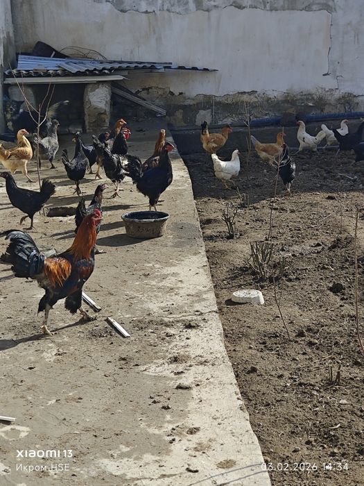 Хонаки товуклар сотилади