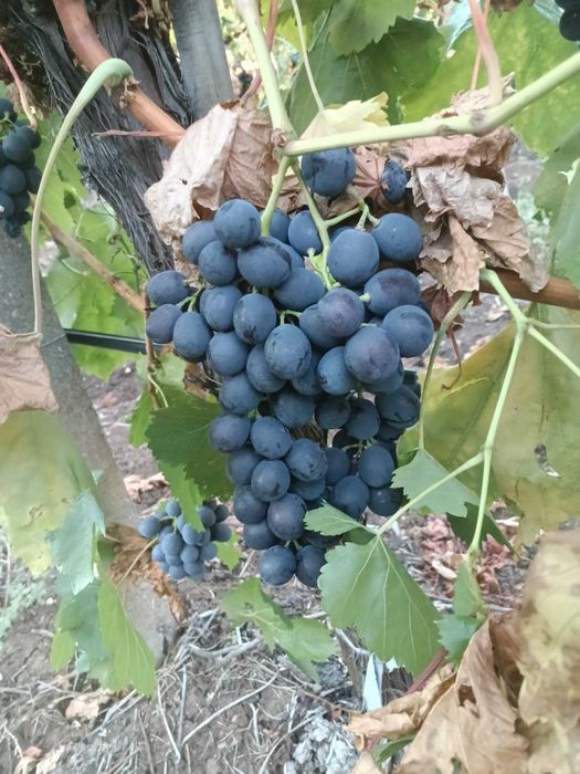 Продавам черно грозде сорт палиери