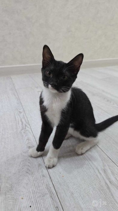 Отдам очаровательных котят в добрые руки!