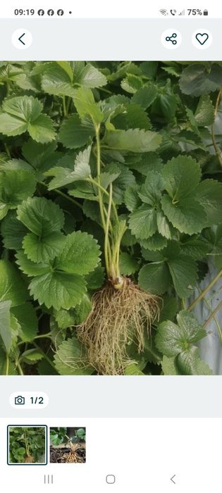 Stoloni capsuni soi romanesc