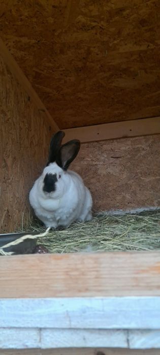 Vând o pereche de Uriaș de Transilvania