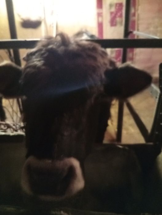 Продам бычков в круг  годалавые бычки