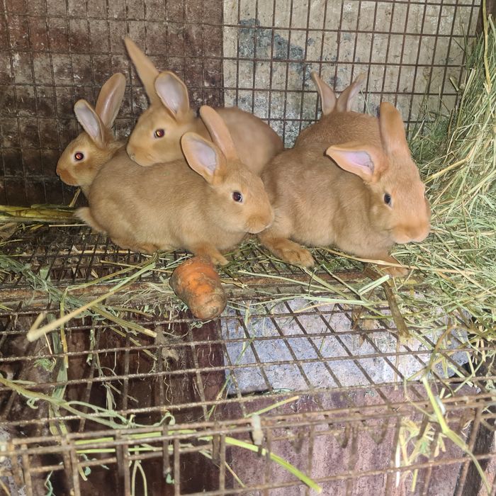 Бургунские  кролики