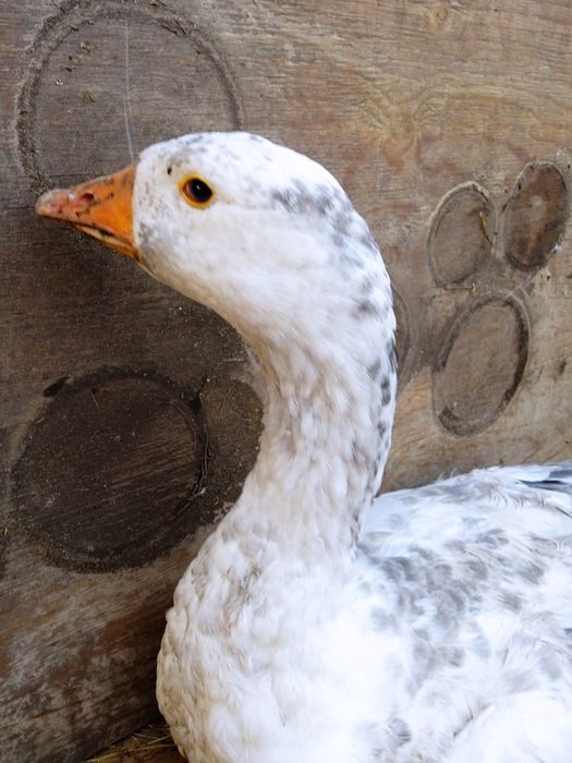 Июньские Гуси, Утки