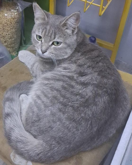 отдам кошечку в добрые руки