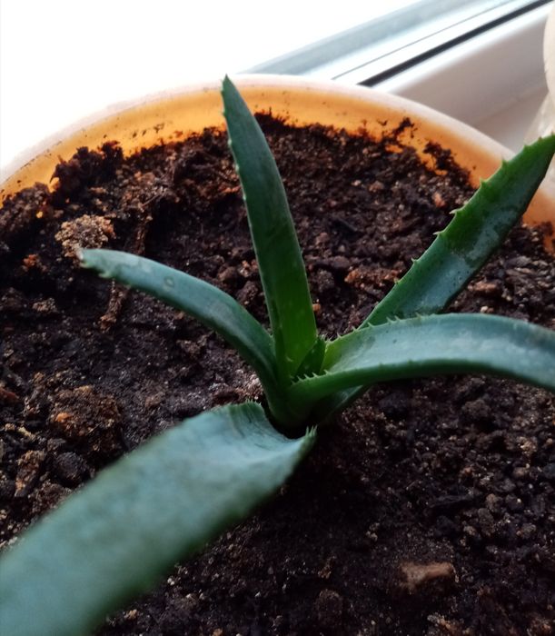 Алоэ вера, лекарственный