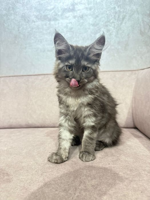 Disponibili spre rezervare  puiuț Maine Coon excepționali
