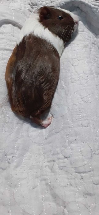 Donez porcușor de Guineea – maro cu alb