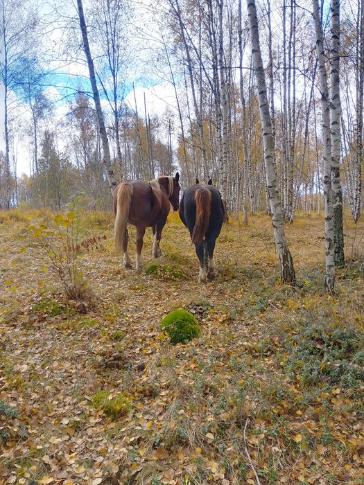 Vând cârlană de 2 ani